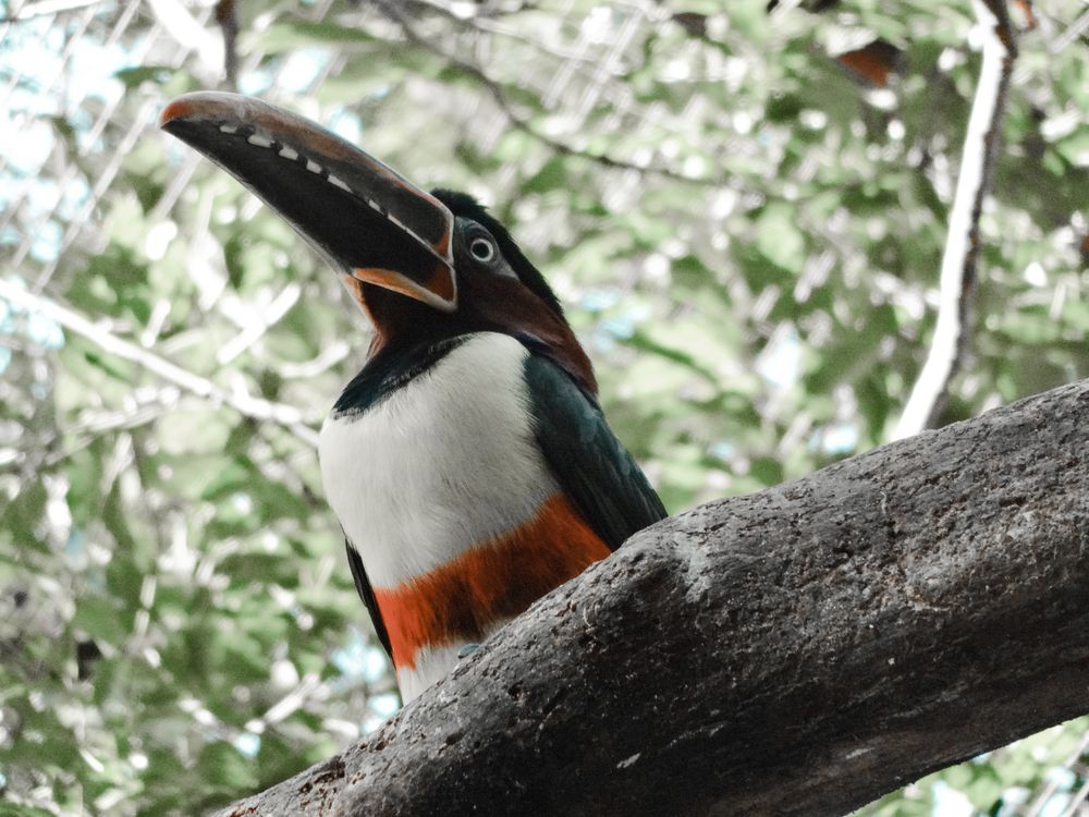 A toucan in its natural tropical habitat with vibrant plumage
