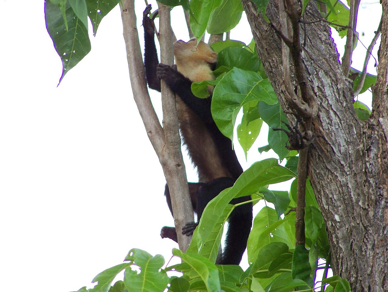 White-faced capuchin monkey perched on a branch in the rainforest