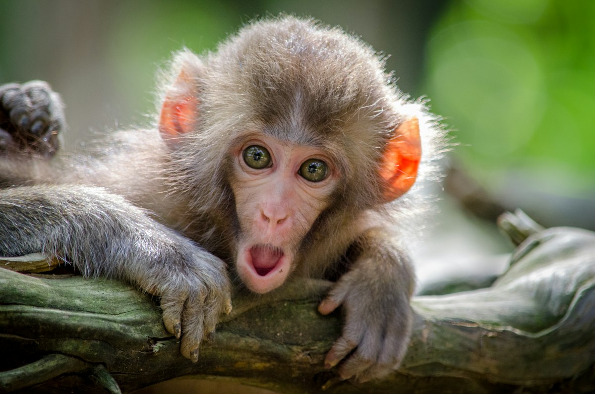 White-faced capuchin monkey perched in a rainforest tree in Panama