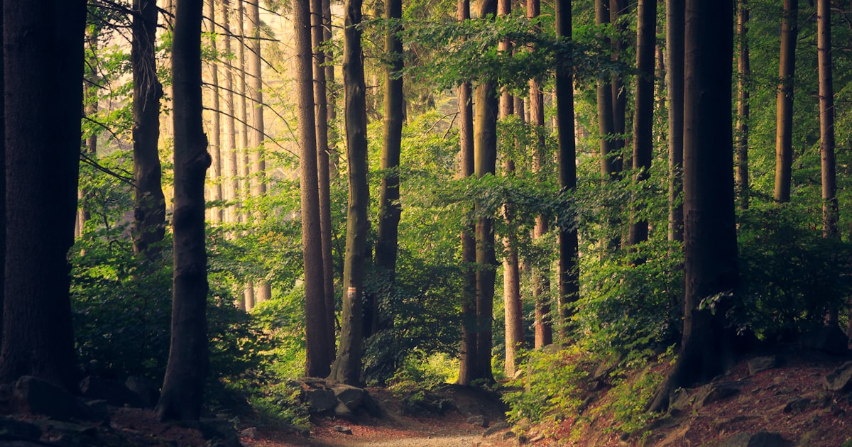 A forest trail winding between tall trees