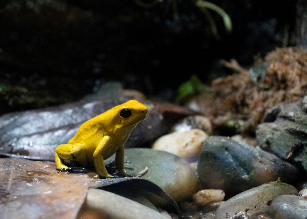 A bright yellow poison frog resting on a dark leaf