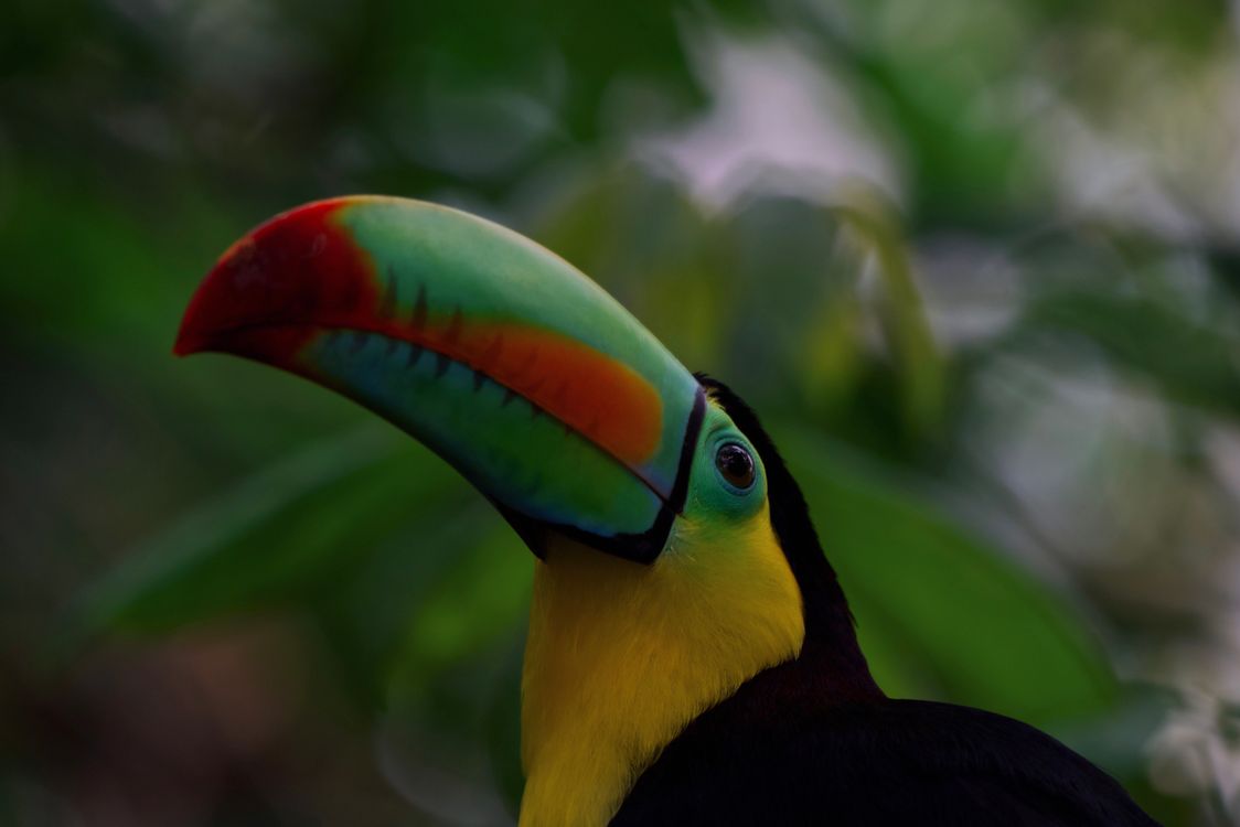 A keel-billed toucan perched in tropical foliage, showing its rainbow-colored bill
