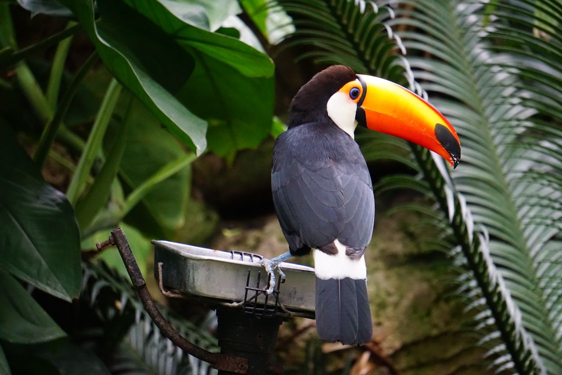 A colorful toucan among green rainforest leaves in a tropical setting