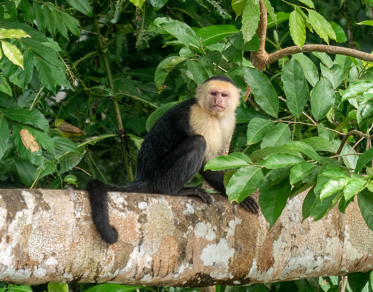 Panamanian white-faced capuchin monkey in the rainforest